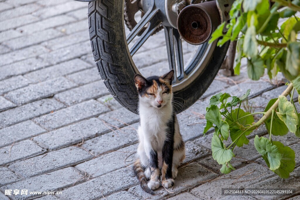 车轮下的猫咪