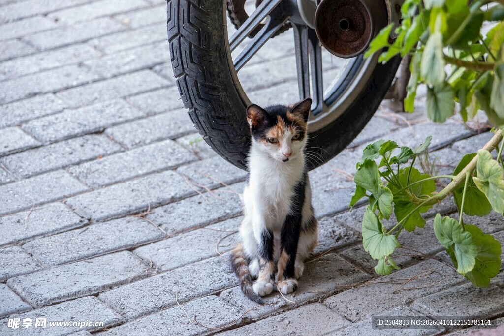 猫咪于车轮旁悠然休憩