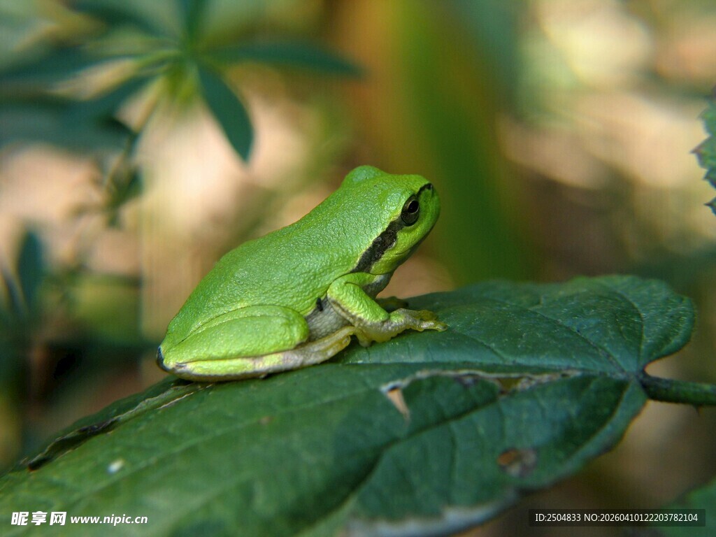 绿叶上的绿色青蛙