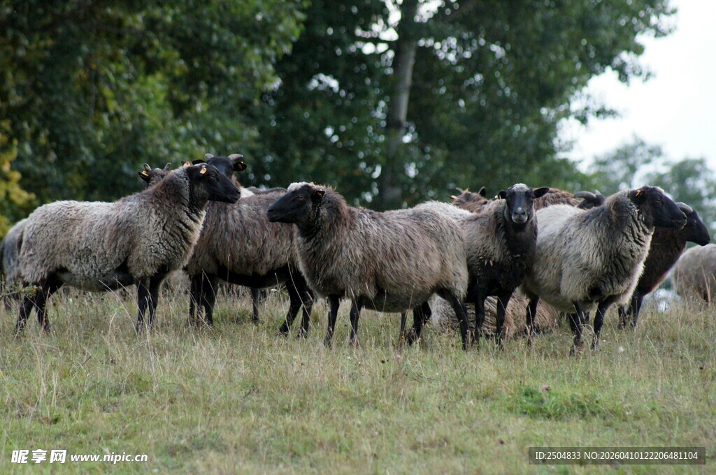 草地上的一群绵羊
