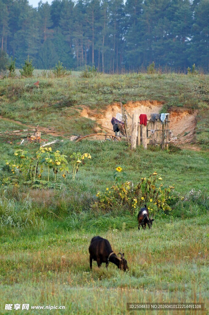 乡村田野中牛与晾晒的衣物