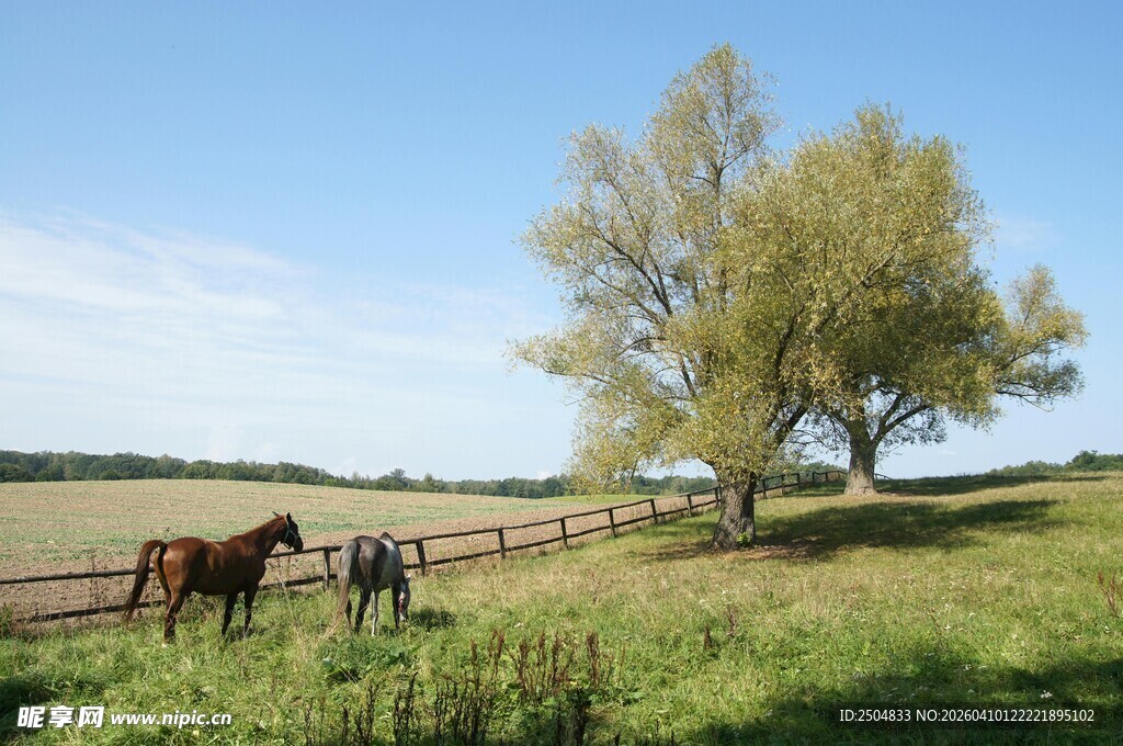 草原上的马匹与葱郁树木