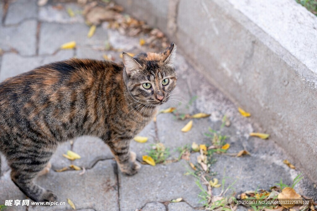 户外墙边的两只可爱猫咪