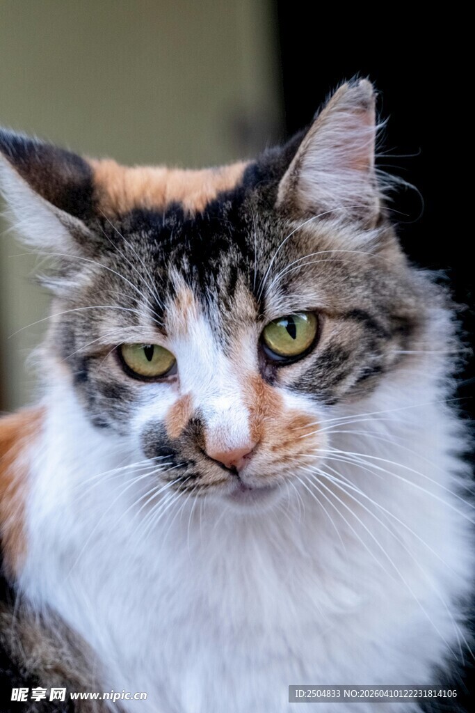 三色长毛猫的特写