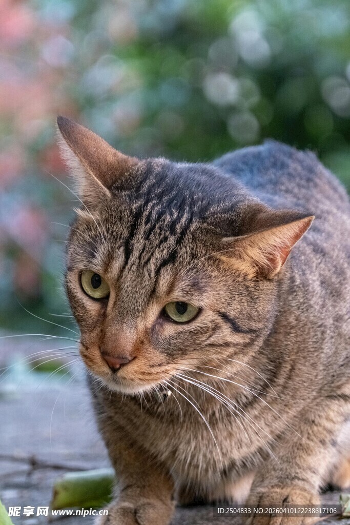 户外条纹猫咪专注神态