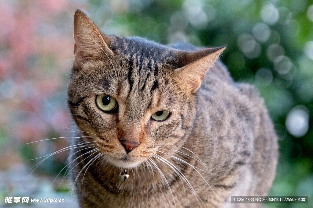 户外的斑纹猫咪