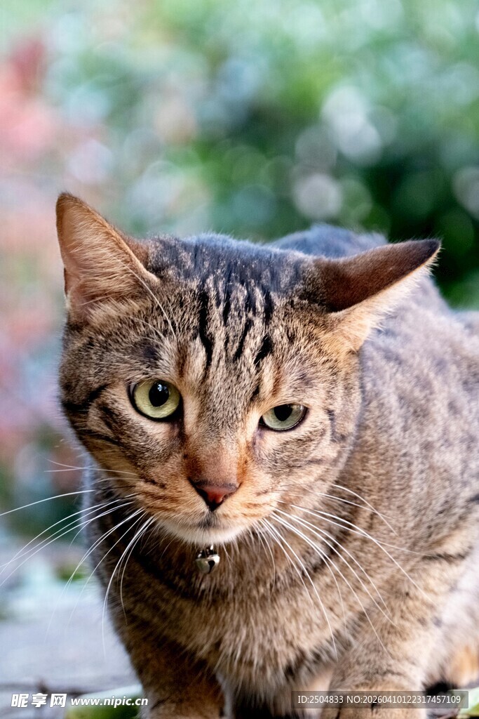 斑纹猫咪户外好奇张望
