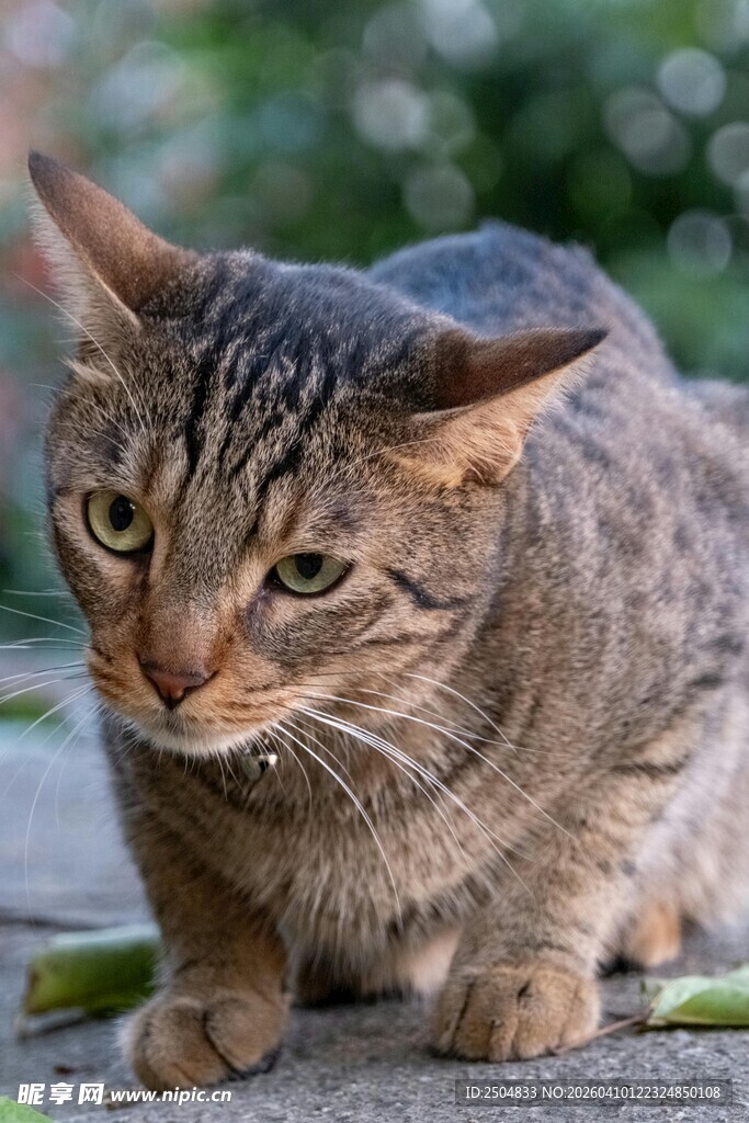 蹲坐的斑纹猫咪