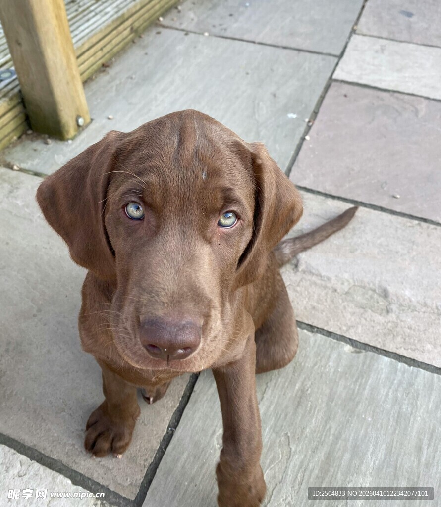 可爱棕色小狗蹲坐