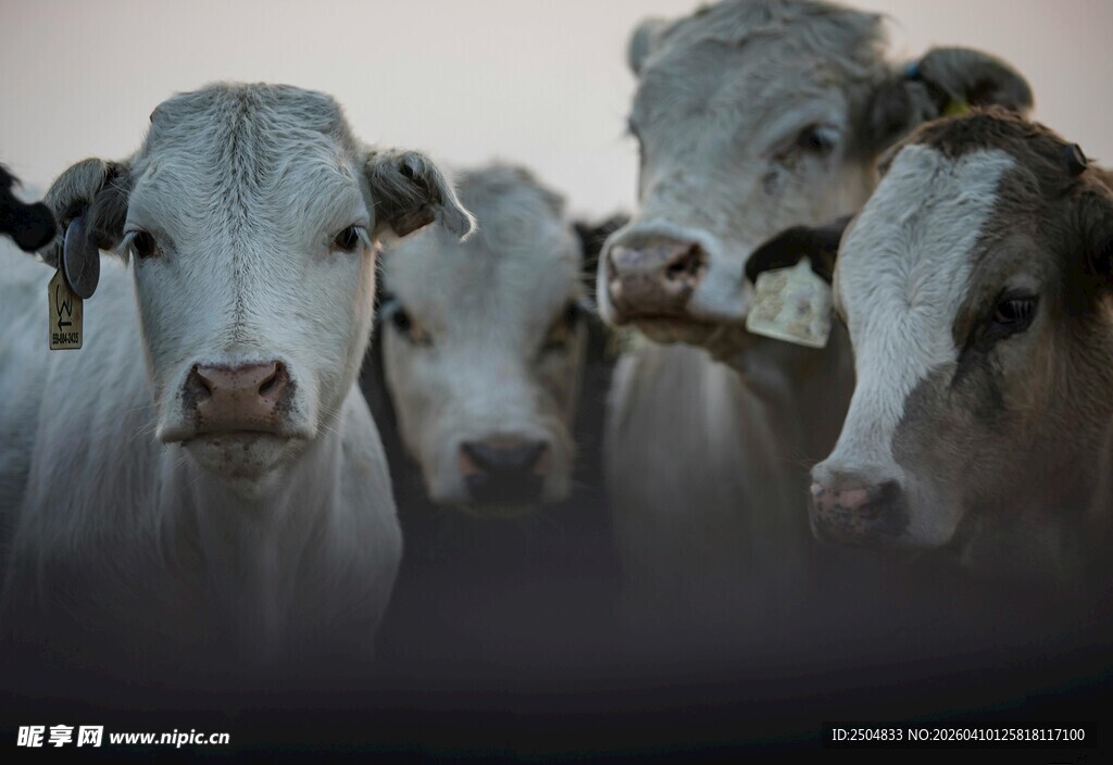 一群奶牛特写