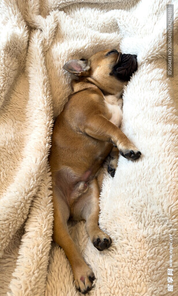 熟睡的法斗小狗