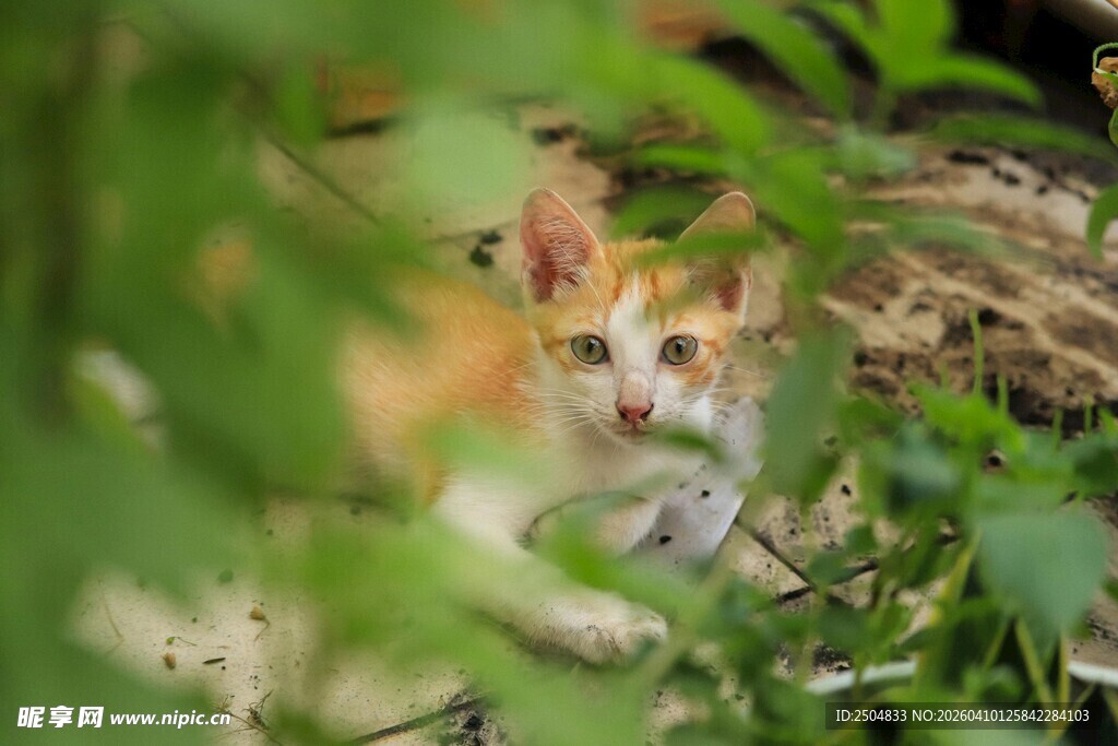 草丛中的可爱猫咪