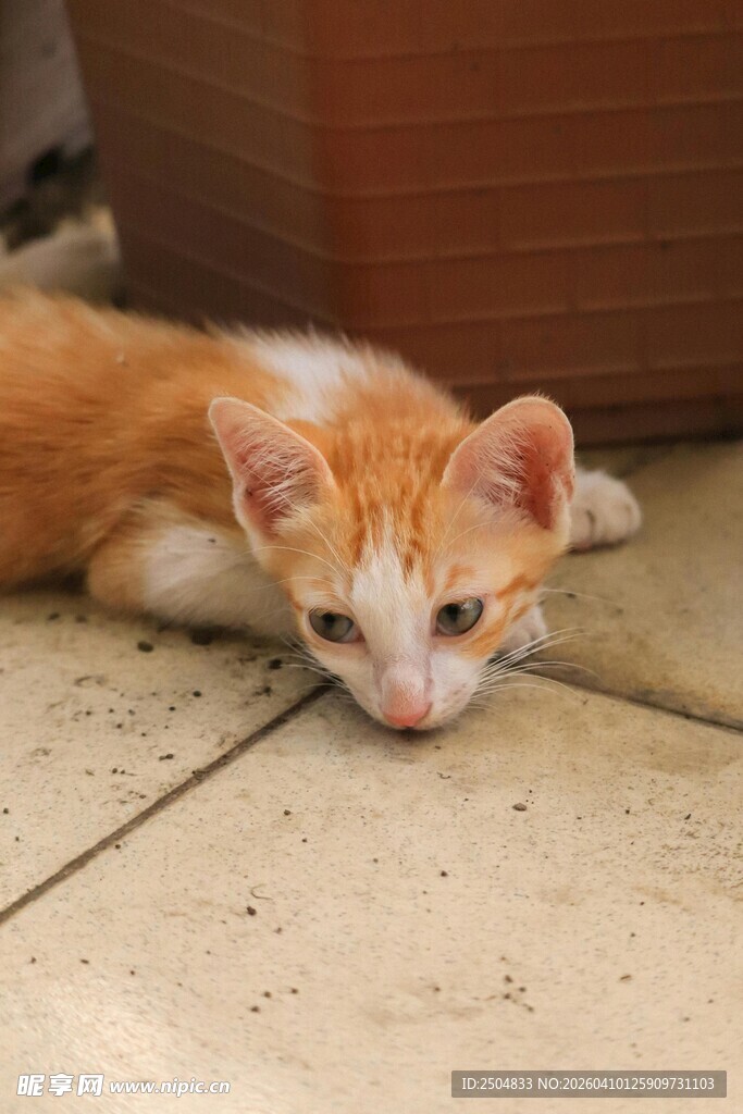 趴着的橘白小猫
