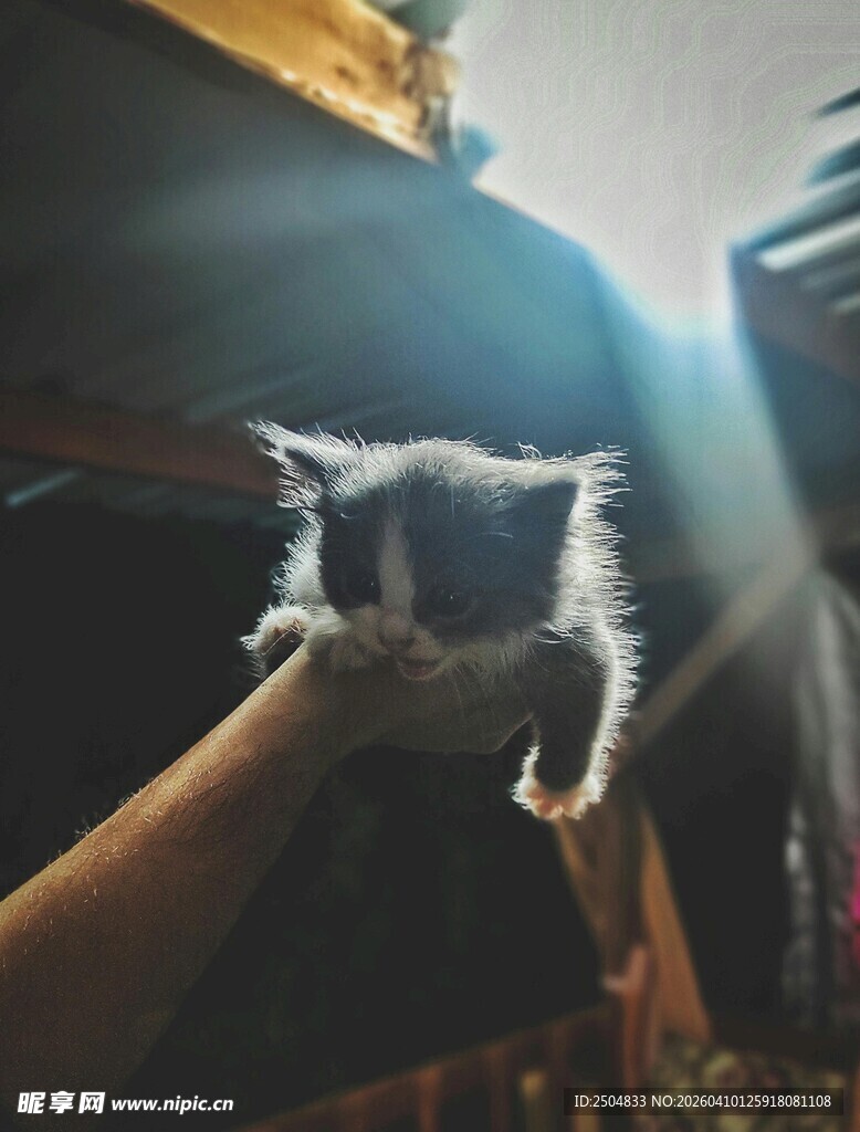 手托可爱小猫沐浴微光