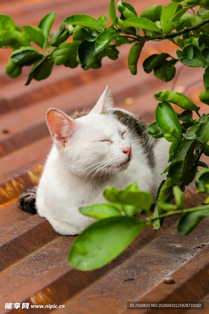 阳光下惬意的猫咪
