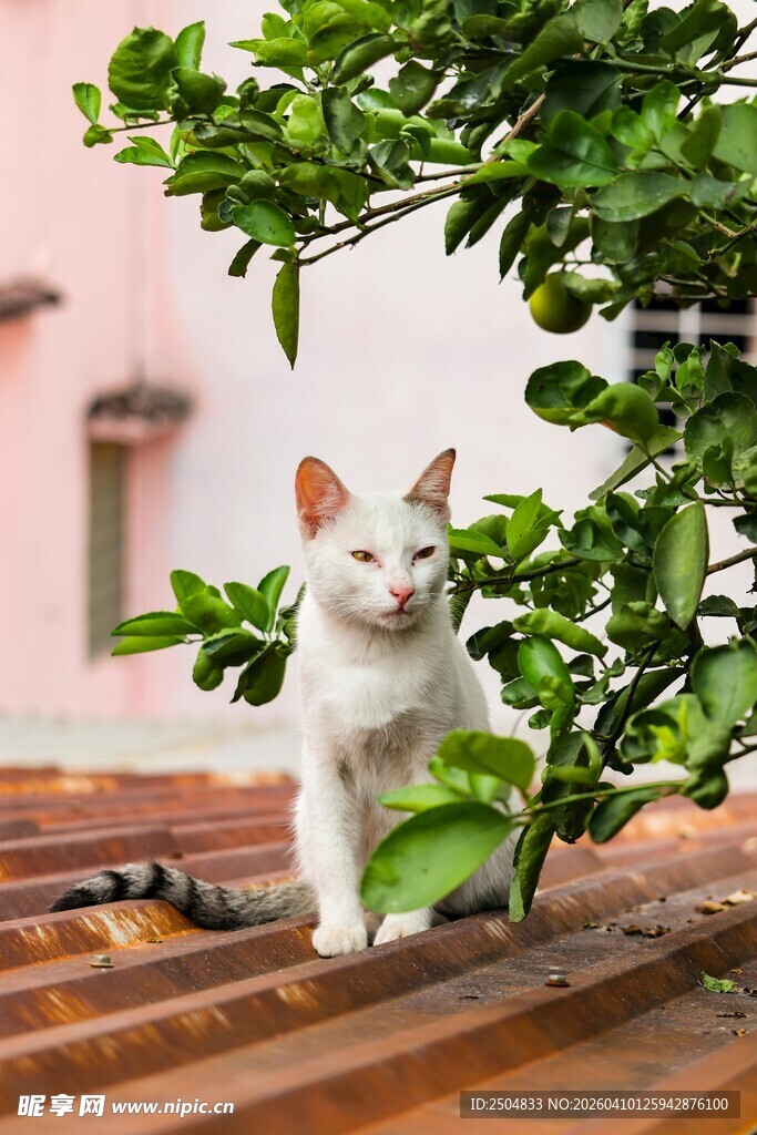 屋顶上的可爱猫咪