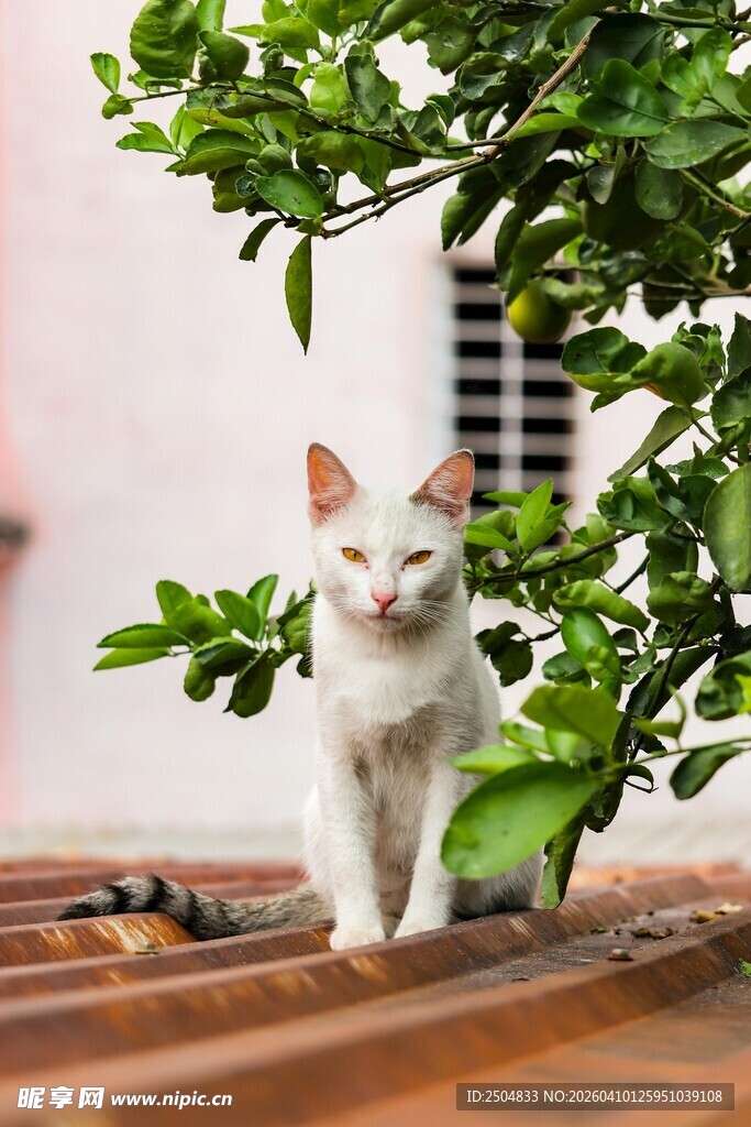 白猫立于绿植旁的惬意