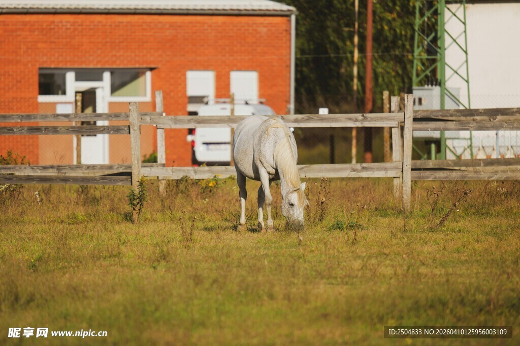 红墙旁草地的白马