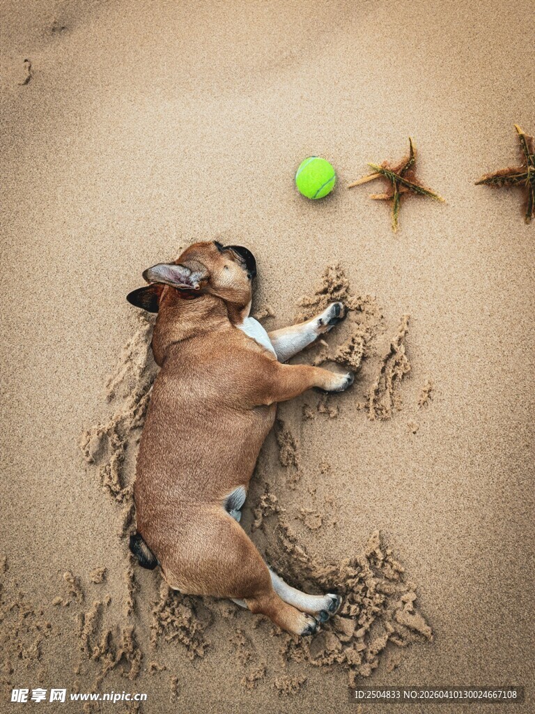 沙滩上惬意酣睡的狗狗