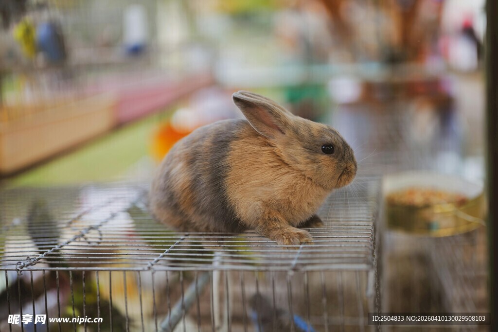 笼中可爱小兔