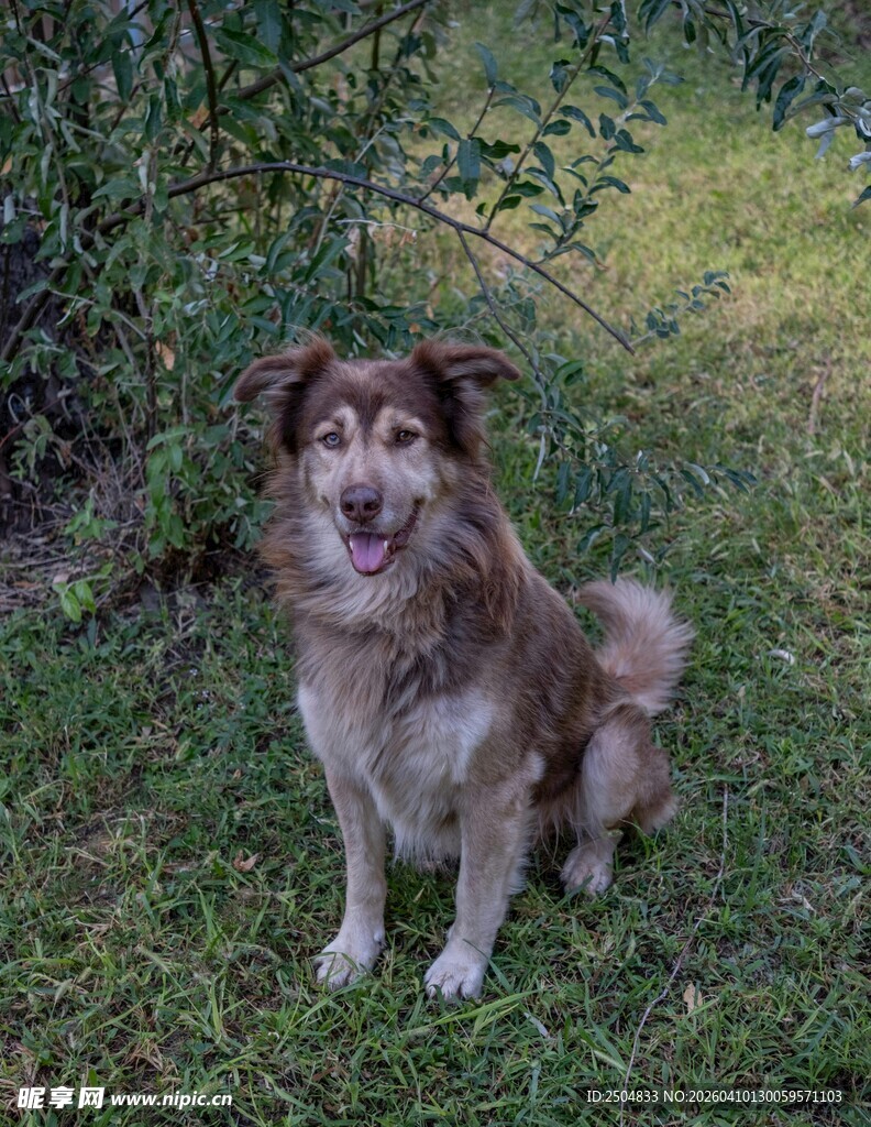 草地中的可爱长毛犬