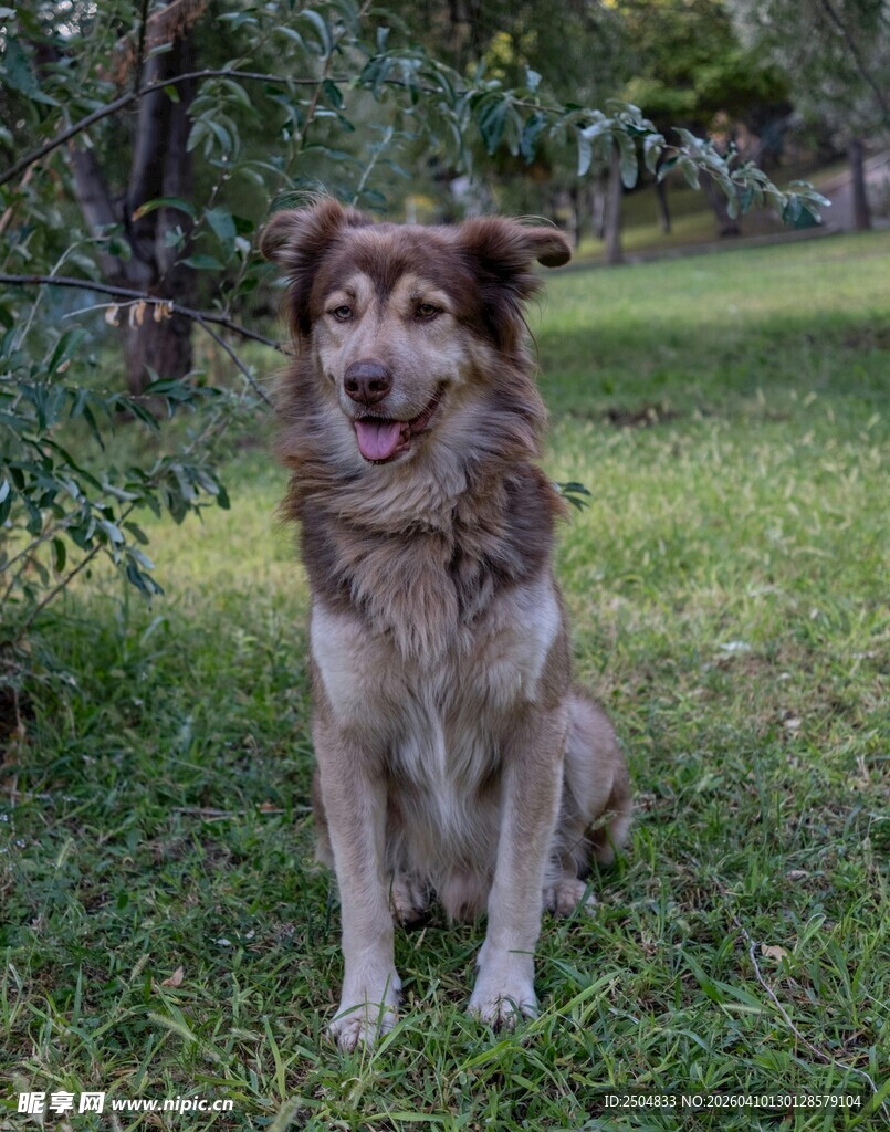 草地中的可爱长毛牧羊犬