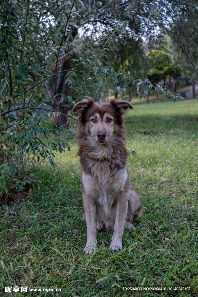 草地中的可爱狗狗