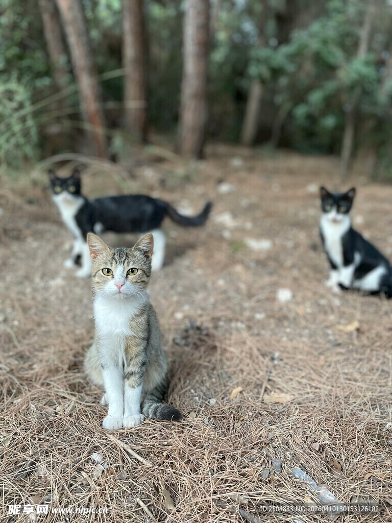 林间可爱猫咪的悠闲时光