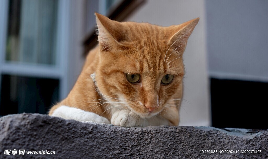 趴着的橘猫