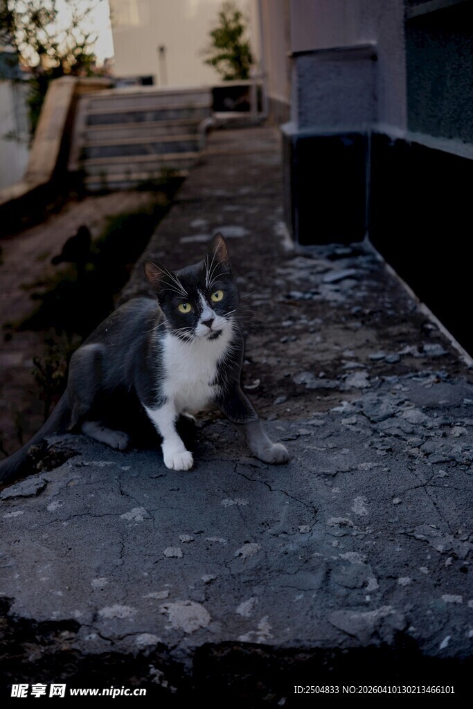 屋顶上的猫咪