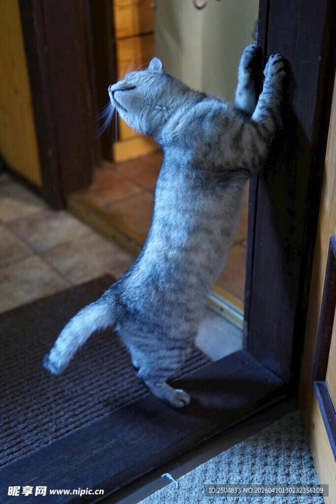 好奇猫咪扒门张望
