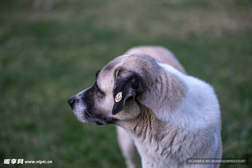 草地边的可爱狗狗
