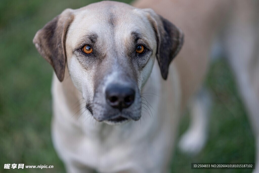 直视镜头的可爱混种犬