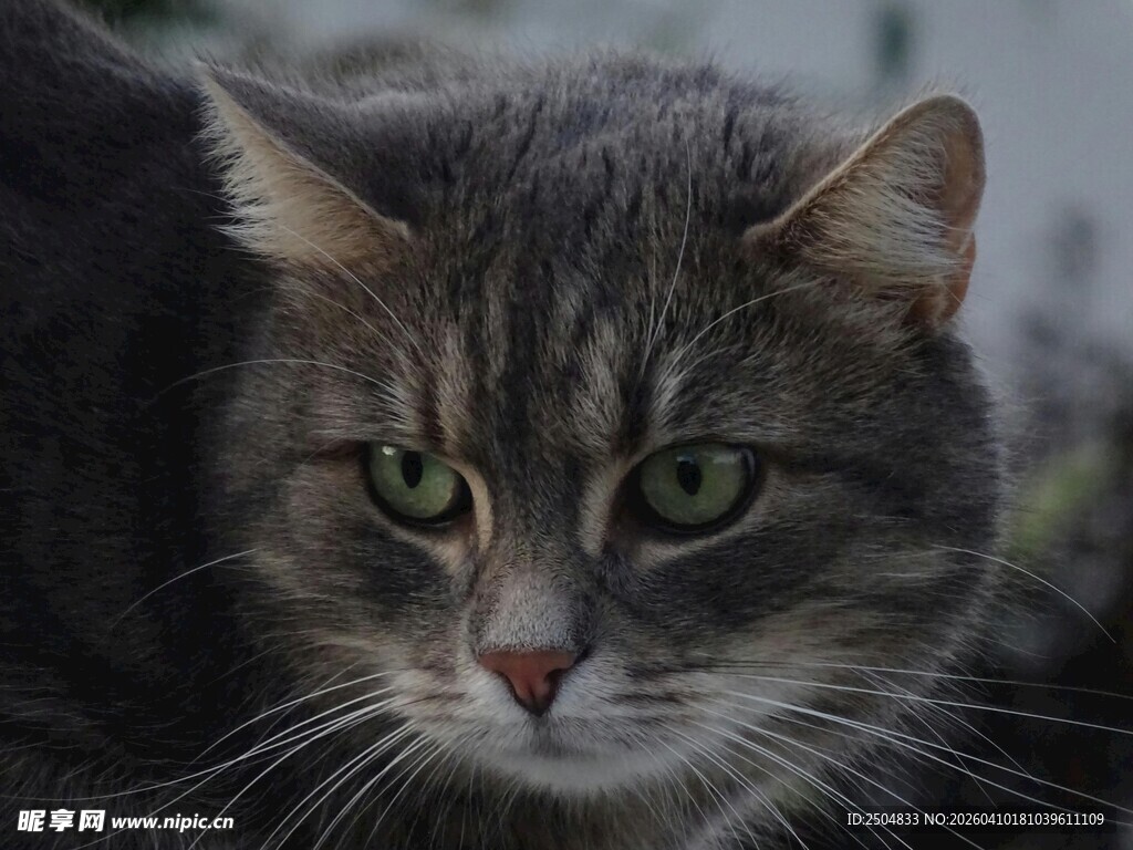 绿眼斑纹猫特写