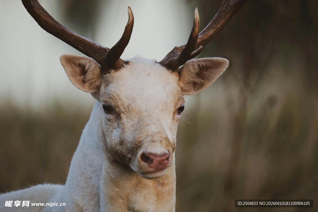 白鹿特写 尽显优雅气质