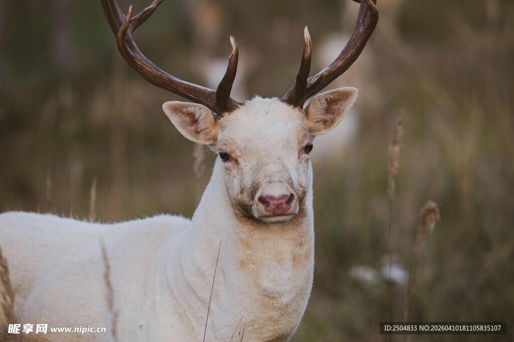 白色雄鹿特写