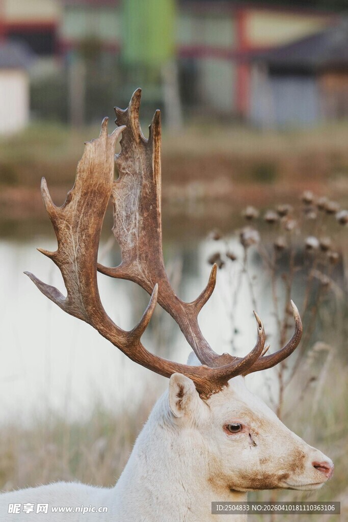 白色麋鹿特写