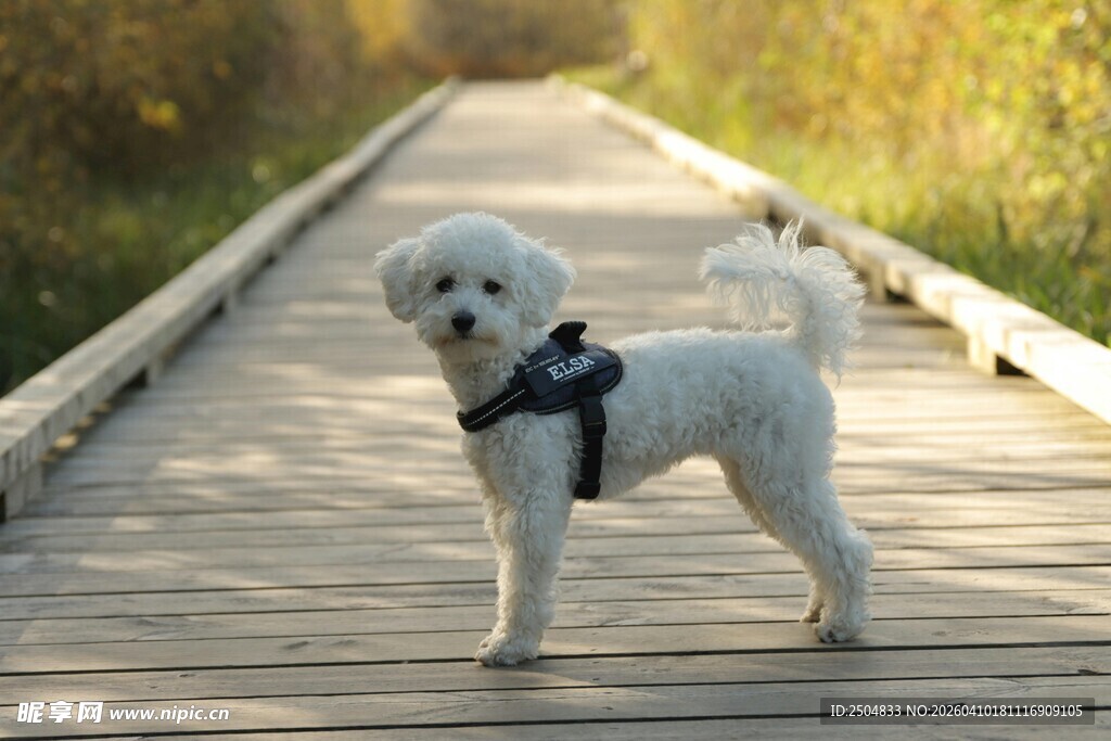 小贵宾犬漫步木质小径