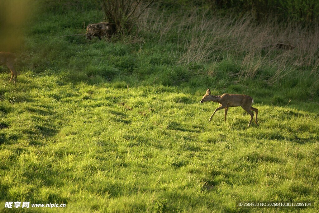 小鹿漫步于金黄花海