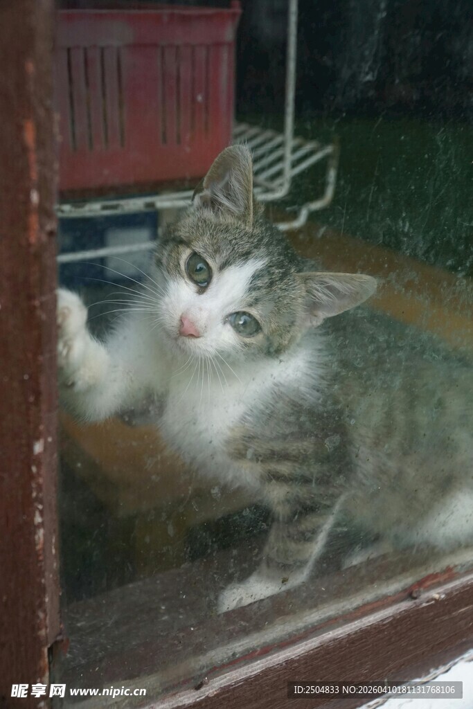 窗边萌猫好奇张望