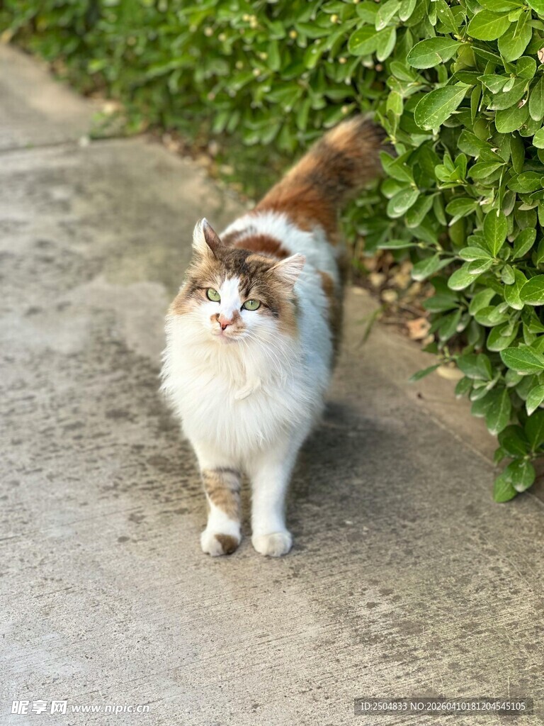 路边漫步的可爱长毛猫咪