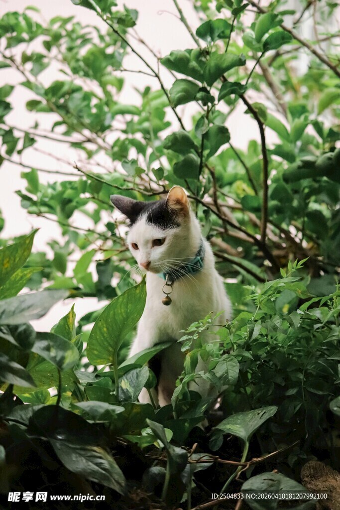 猫咪藏身绿植间