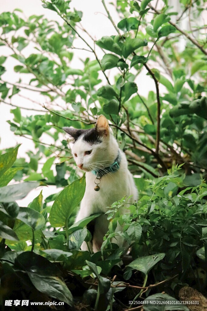 猫咪于绿植间好奇张望