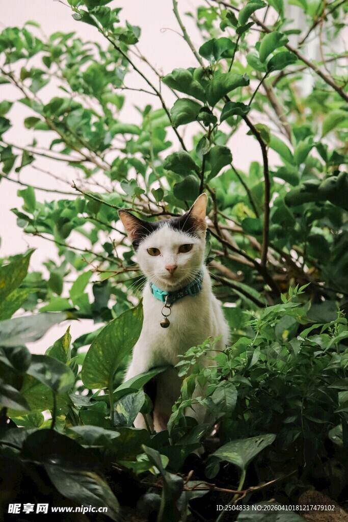 绿植间的可爱猫咪
