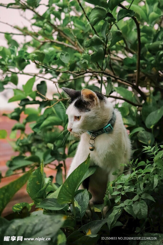 猫咪藏身绿植间