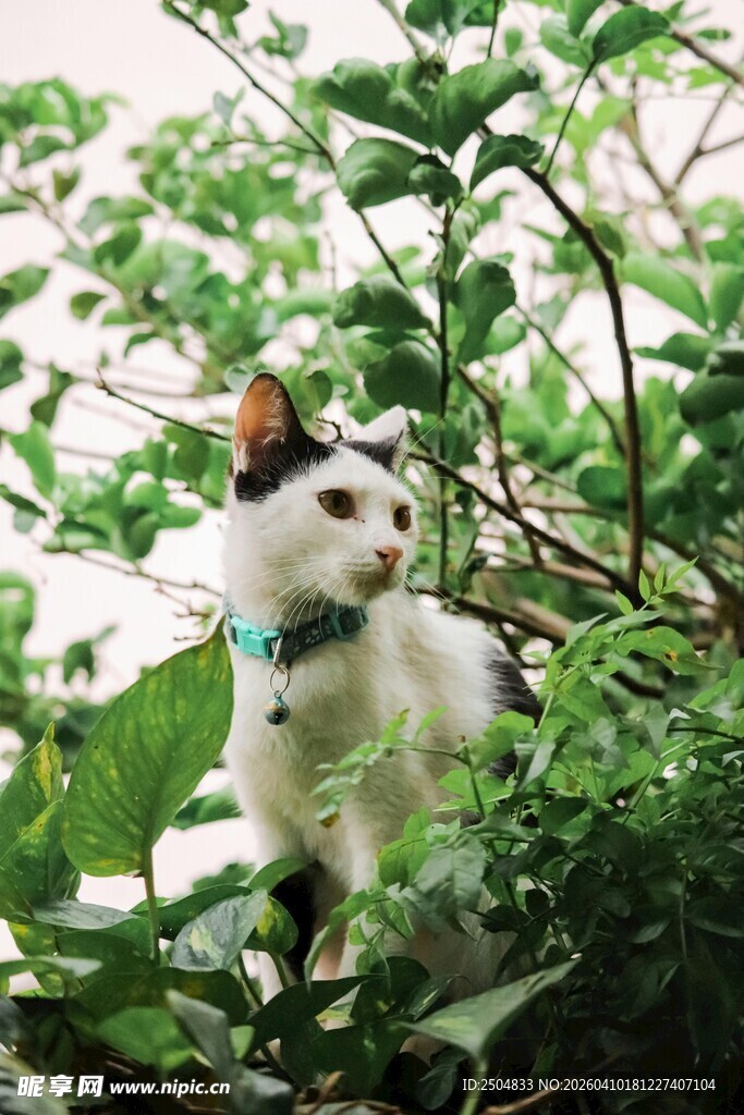 绿叶间的可爱猫咪