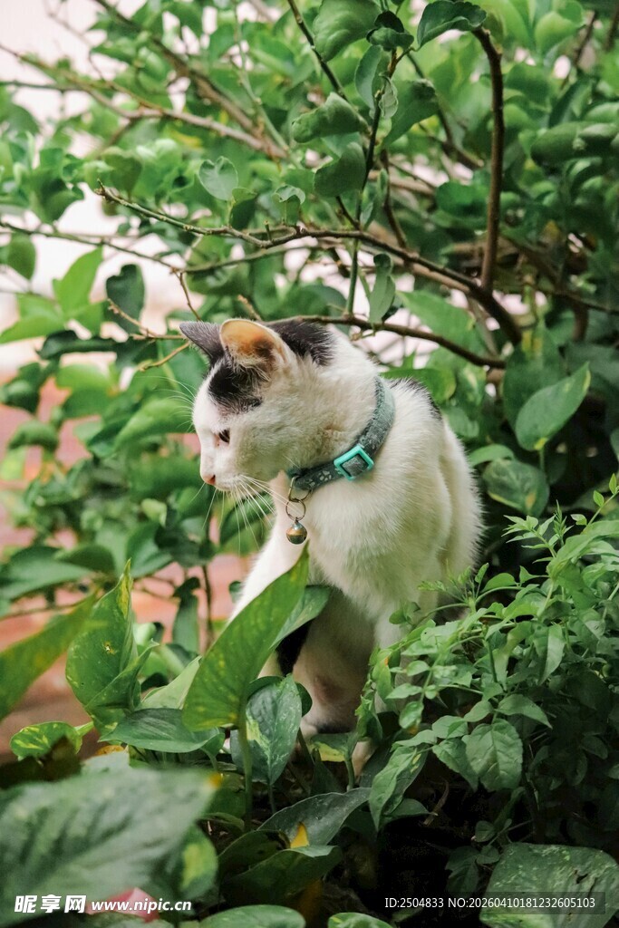 绿叶间的可爱猫咪