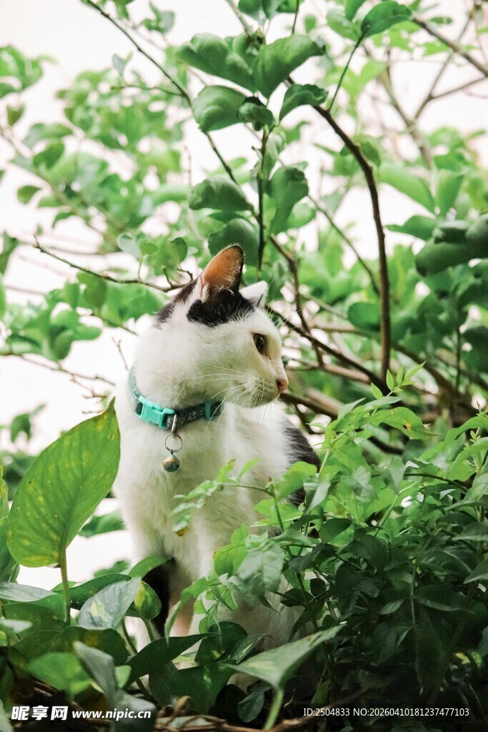 枝头萌宠鹦鹉 绿意相伴