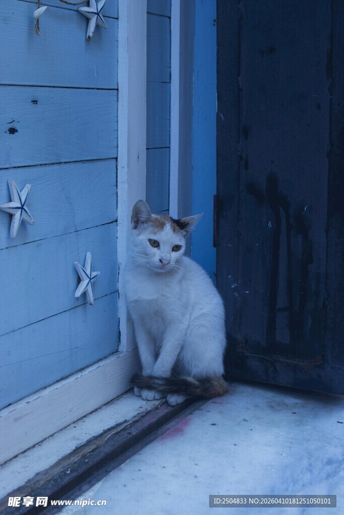 门边蹲坐的可爱猫咪
