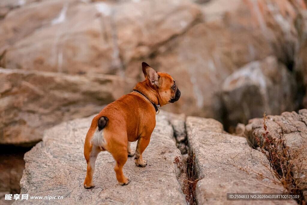 岩石上的可爱小狗